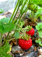 Mountain Strawberry