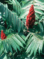 Staghorn Sumac