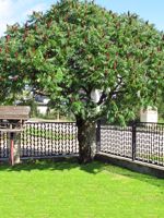 Staghorn Sumac