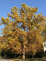 American Sycamore