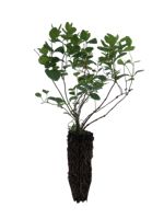 Common Snowberry - 2 Year Old