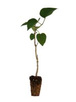 Katherine Havemeyer Lilac - 1 Year Old