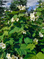 Western Thimbleberry