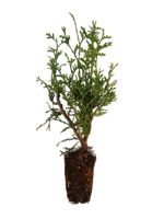 Emerald Cedar - 1 Year Old