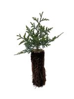 Brandon Cedar - 1 Year Old