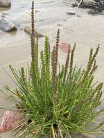 Seaside Arrowgrass