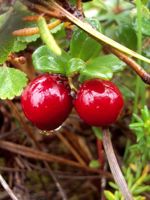 Small Cranberry