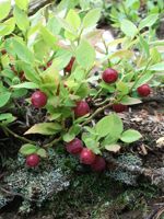 Grouseberry
