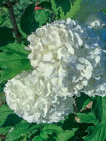 Guelder Rose