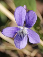 Early Blue Violet