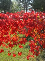 Virginia Creeper