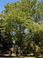 Black Walnut