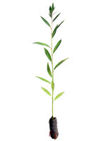 <font size=+2>Black Friday Sale! </font> <p> Acute Leaf Willow - 1 Year Old</p>