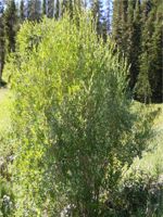 Long-beaked Willow