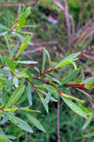 Salix Purpurea Gracilis