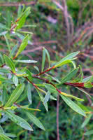 Dwarf Arctic Willow