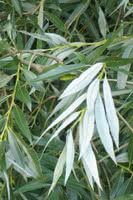 Silver Leaf Willow