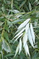 Laurel Leaf Willow for Sale 