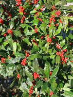 Winterberry