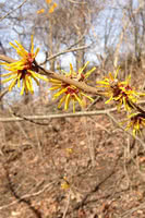 Witch Hazel