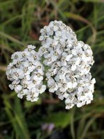 Yarrow