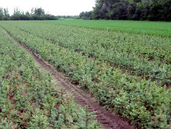 blue spruce growing in a field