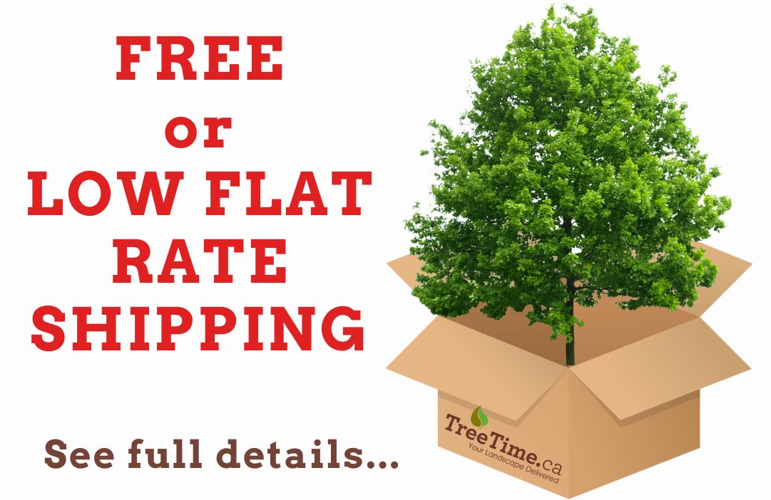 click here to see if your order qualifies for free shipping