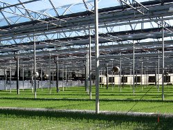 white spruce growing in a greenhouse