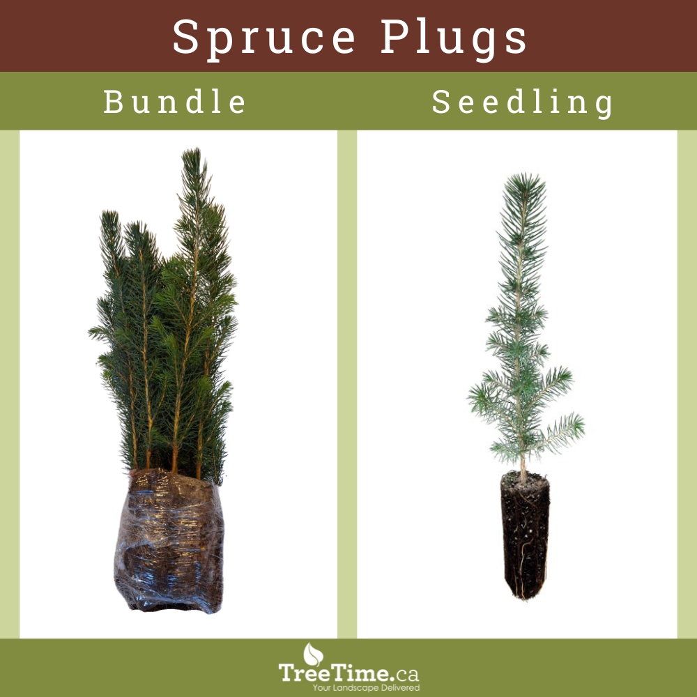 Spruce plugs displayed in both bundles and individual seedlings